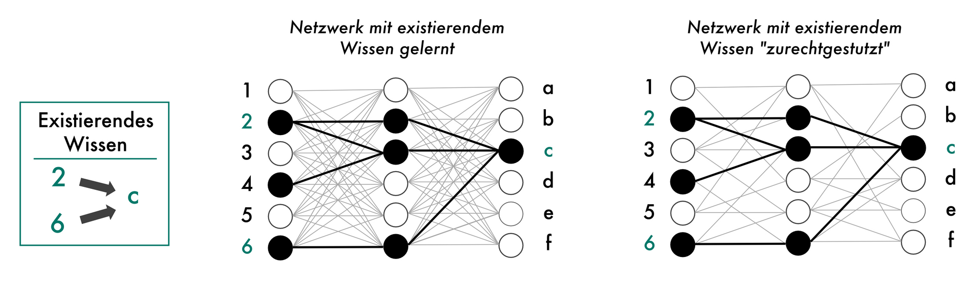 Um existierendes Wissen in einer Domäne für Neuronale Netze zu nutzen, können wir während des Lernprozesses das Neuronale Netzwerk dahingehend anpassen, dass das Wissen im Entscheidungsprozess widergespiegelt wird. Gerade in den Naturwissenschaften wie der Biologie ist solch ein Expertenwissen über Jahrzehnte aufgebaut und mehrfach im Labor bestätigt worden und sorgt so für robustere Entscheidungen. Unsere Methode erlaubt es uns nun auch anhand von existierendem Wissen das Netzwerk "zurechtstutzen", also unwichtige Verbindungen zu entfernen (rechts), wodurch Entscheidungen nachvollziehbarer und die Neuronalen Netzwerke auch leistungsstärker werden können. Urheber: Jonas Fischer