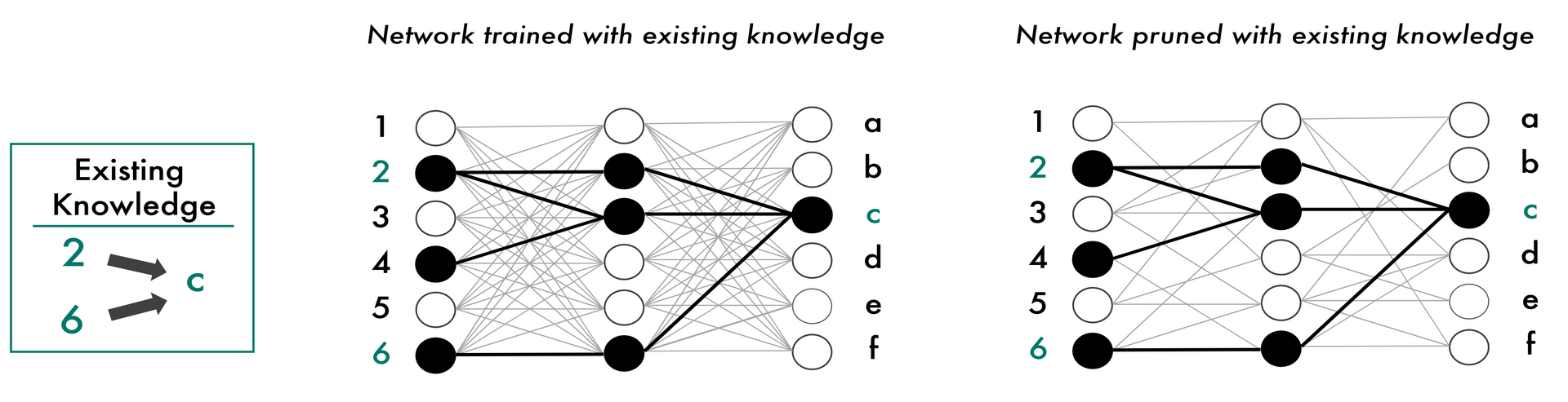 To integrate existing domain knowledge into neural networks, we can adjust the network during training so that this knowledge is reflected in the decision-making process. In the natural sciences, particularly in biology, such expert knowledge has been accumulated over decades and repeatedly validated in laboratory experiments, leading to more robust decisions. Our method now enables us to “prune” the network based on existing knowledge—removing unnecessary connections (right), making decisions more transparent and potentially enhancing the performance of neural networks. Author: Jonas Fischer